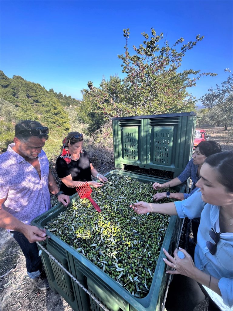 The harvesting of the olives -
OLEOSOPHIA is a life-changing and transformative experience near Athens, unveiling the wisdom of olive oil tasting.