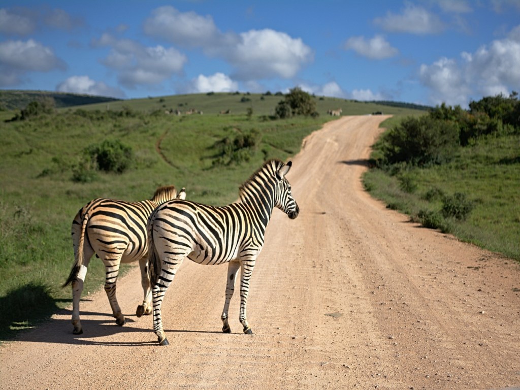 Family-friendly safari adventures you didn't know you needed in South Africa